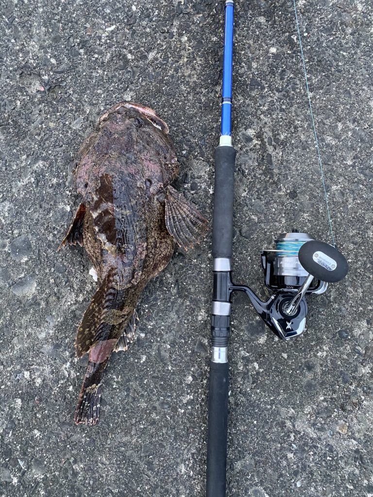 節婦漁港 厚賀漁港 カジカ釣り 11 28 北海道の釣りと日常