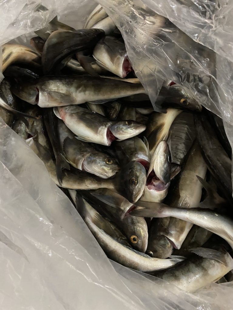 ホッケ釣り